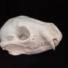 Small Animal Skulls