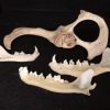 Loose bones