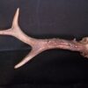 Loose Horns/Antlers