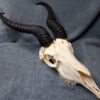 Antelope/Deer Skulls